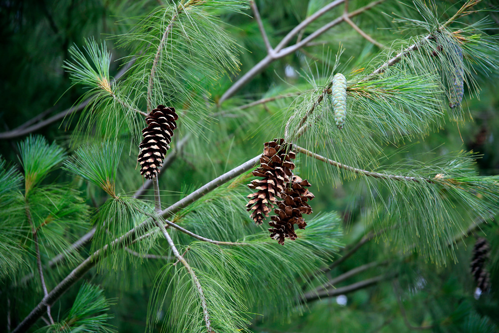 eastern white pine tree branch and cones pinus strobus
