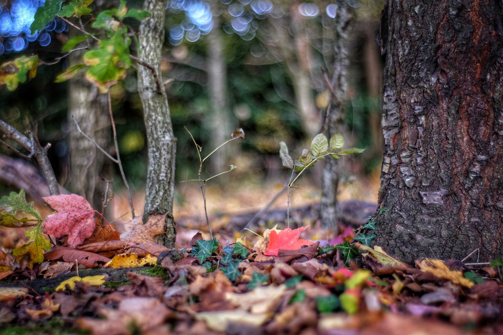 fallen leaves in the forest