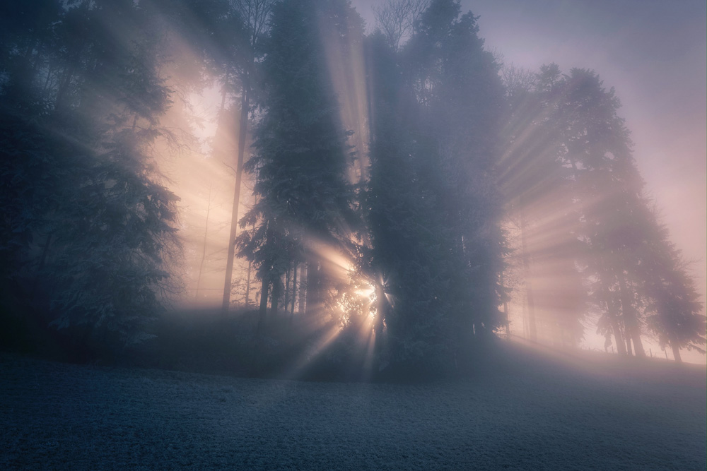 morning light coming through trees