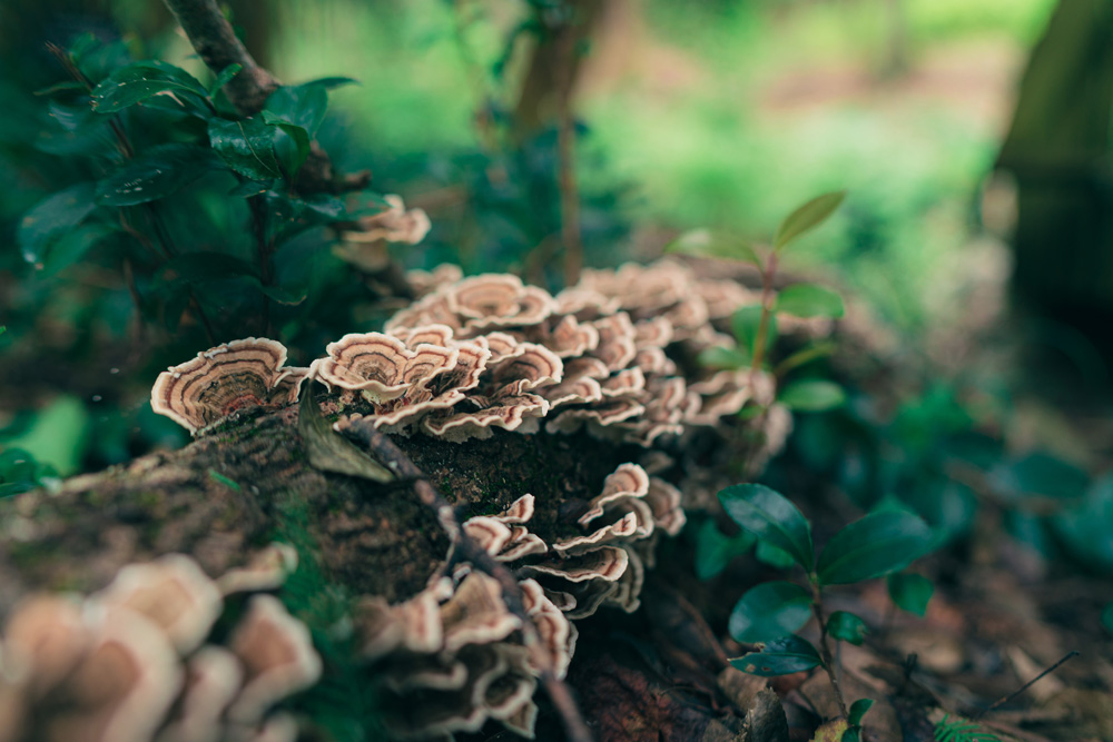 Turkey Tail Mushrooms growing on log