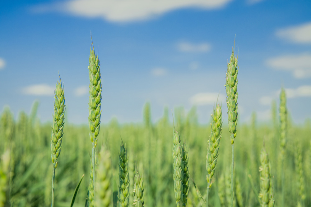 green wheatfield