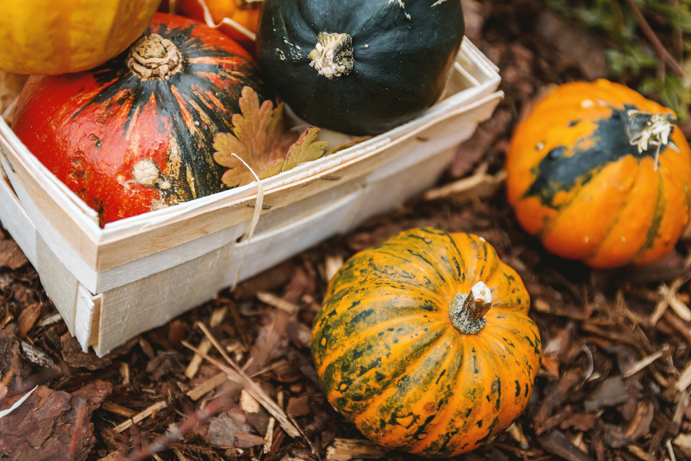 multicolored squash