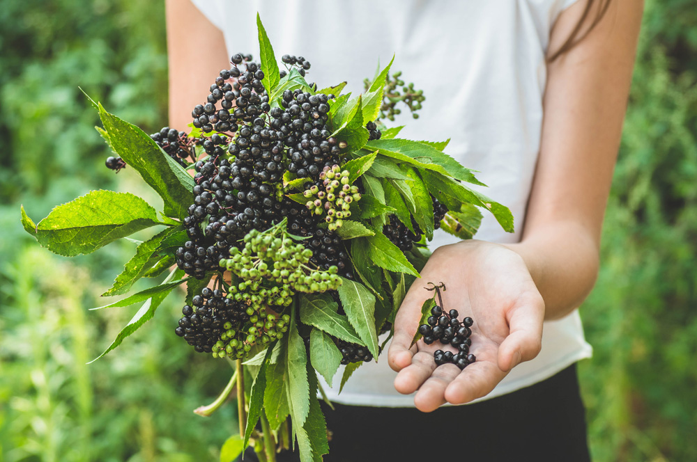 woman holds in hands clusters fruit black elderberry in garden 
