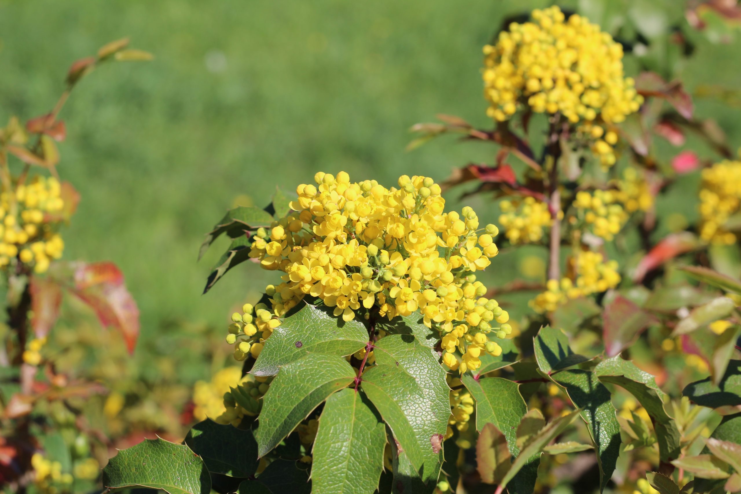 Oregon Grape yellow flower cluster on bush