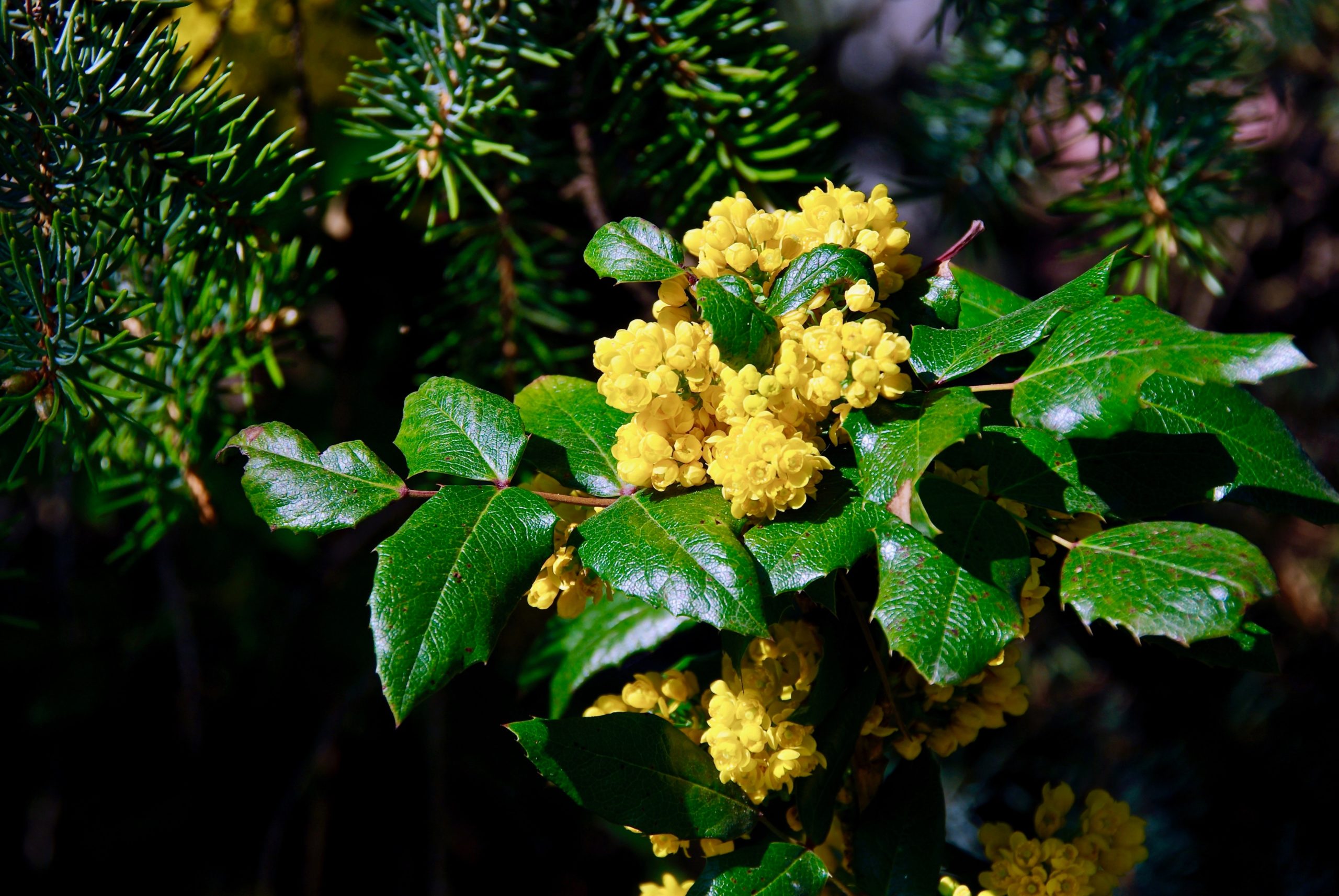 The evergreen plant mahonia aquifolium with yellow blooming in s