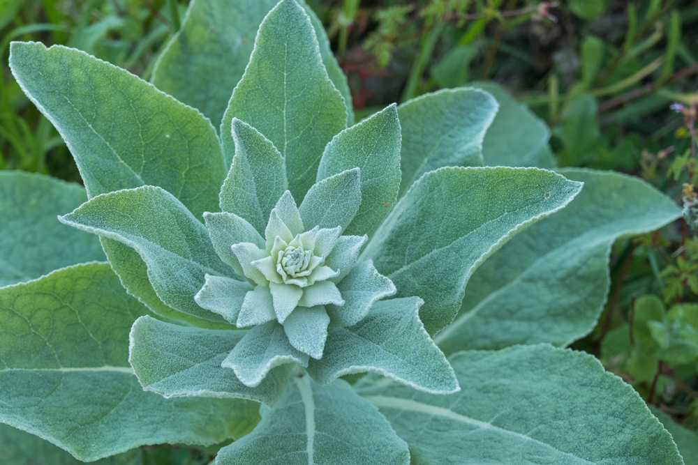 plant common mullein growing outdoors close up view