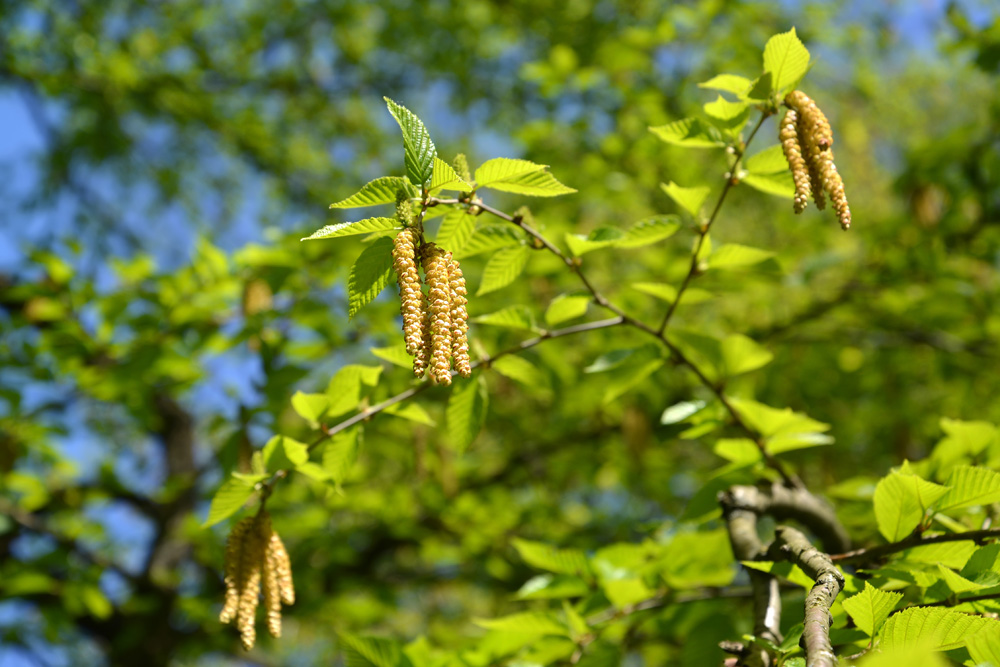 Blossoming of a birch cherry (Betula lenta L.). Spring