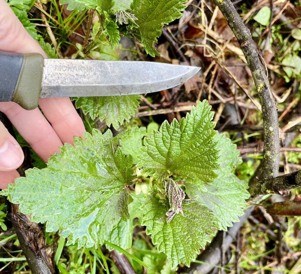 Nicole Apelian harvesting stinging nettle with mora knife