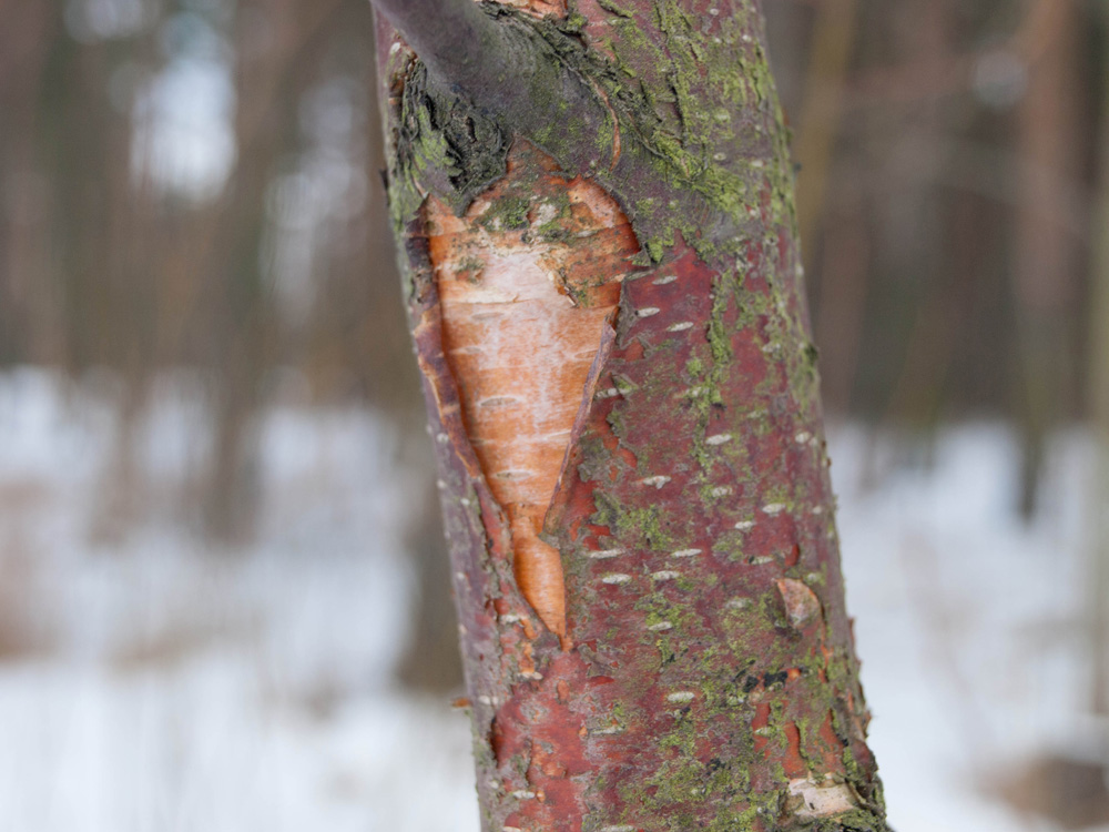 Young sweet cherry birch (Bétula lénta) with red cherry bark