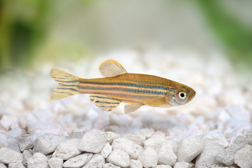 Zebrafish in aquarium