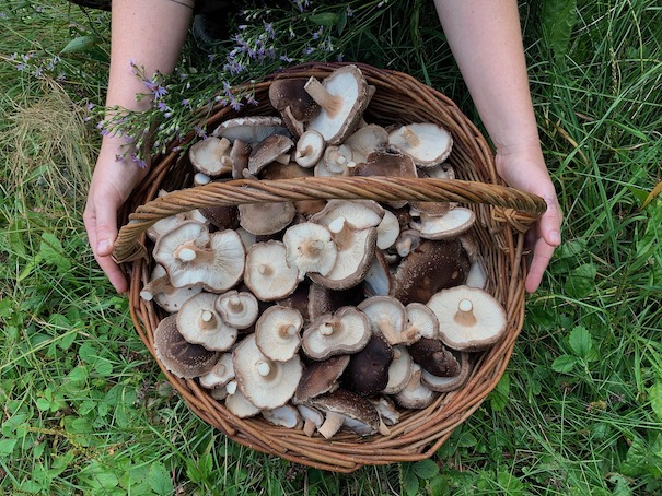 hands holding basket of Shiitake mushrooms