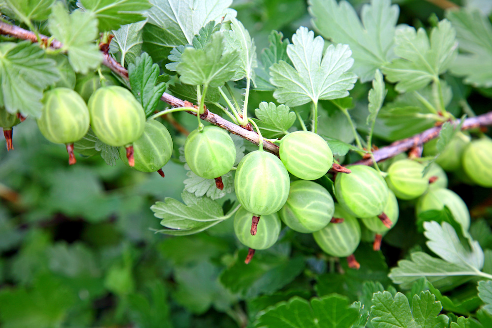 Herbal Focus: GooseberryRibes spp. » Survive and Thrive with Nicole Apelian