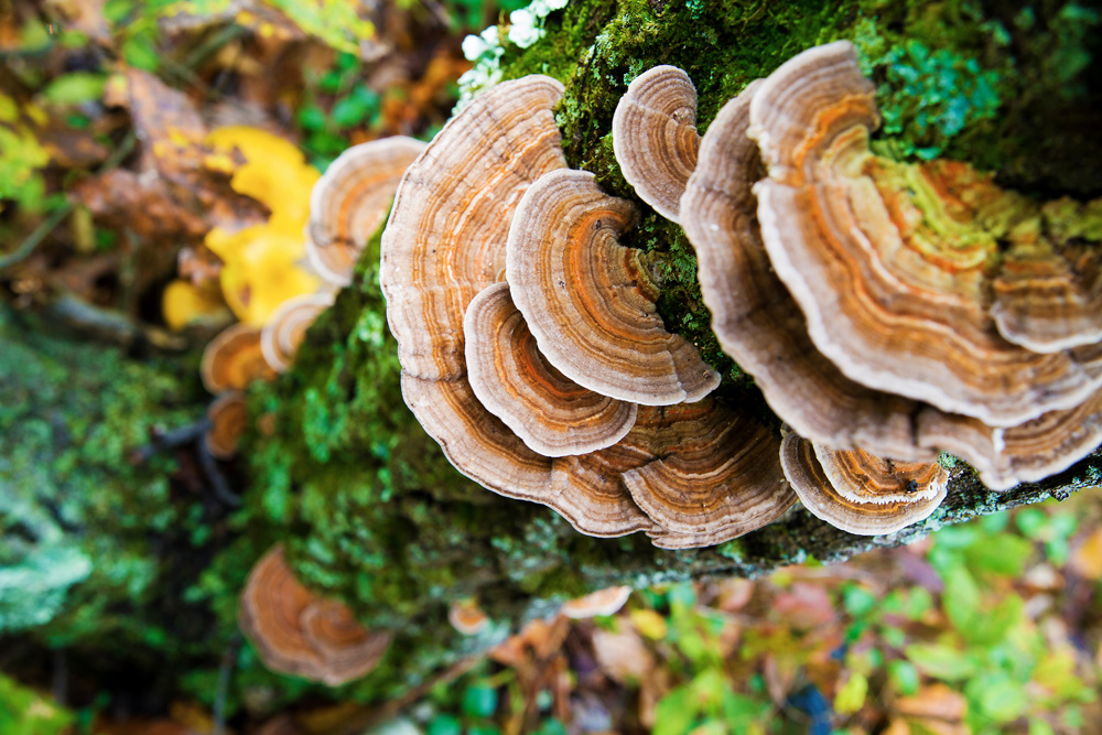 Healing, Medicinal Turkey Tail Mushrooms