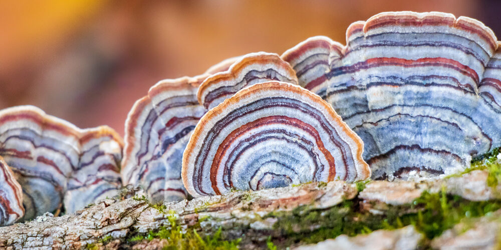Turkey Tail Medicinal Mushroom (Trametes versicolor)
