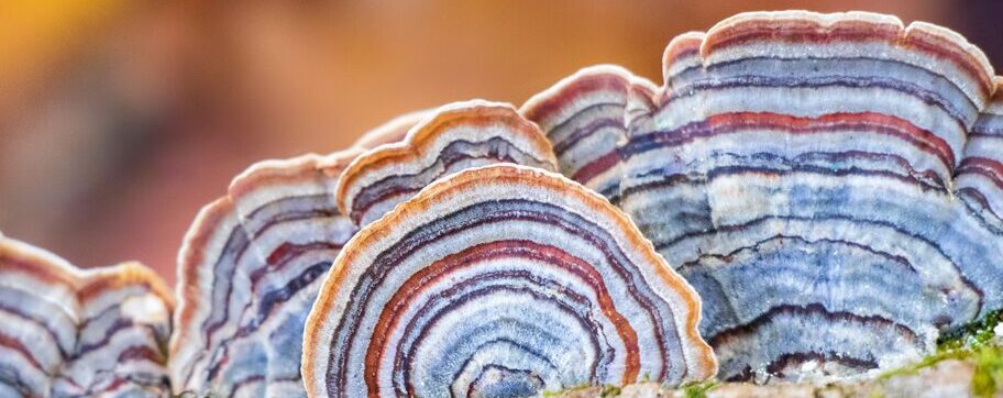 Turkey Tail Medicinal Mushroom (Trametes versicolor) Turkey Tail Medicinal Mushroom (Trametes versicolor)
