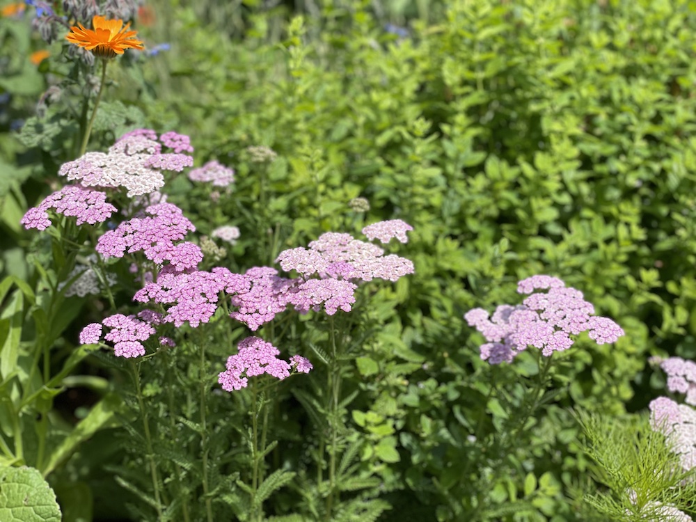 Yarrow and calendula in Nicole Apelian's garden