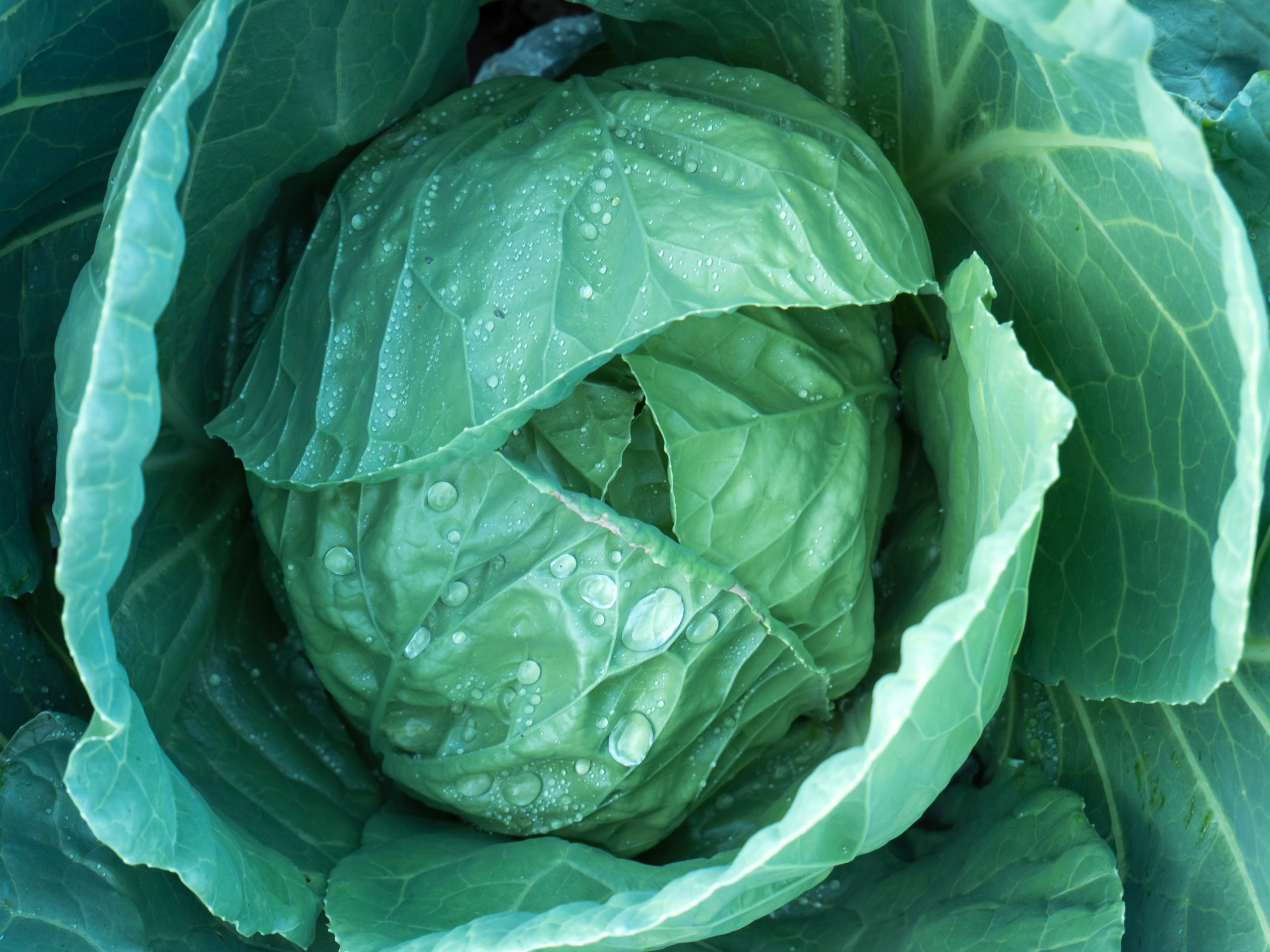 closeup of cabbage head with water droplets