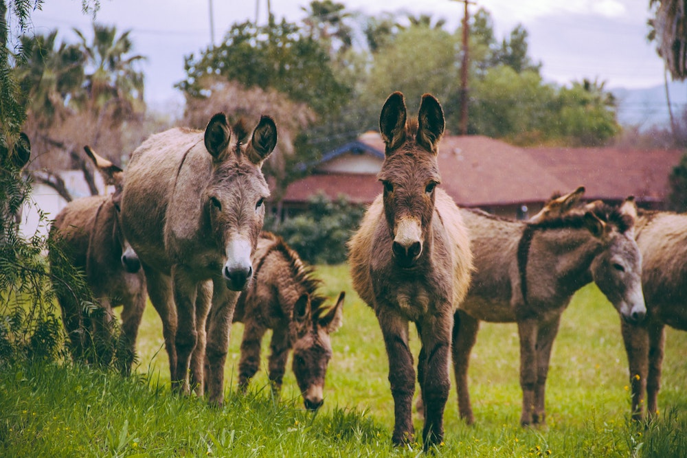 PANDAS, Autoimmunity, or Heart Disease? Donkey Milk May Be a Surprising, Science-Backed Solution