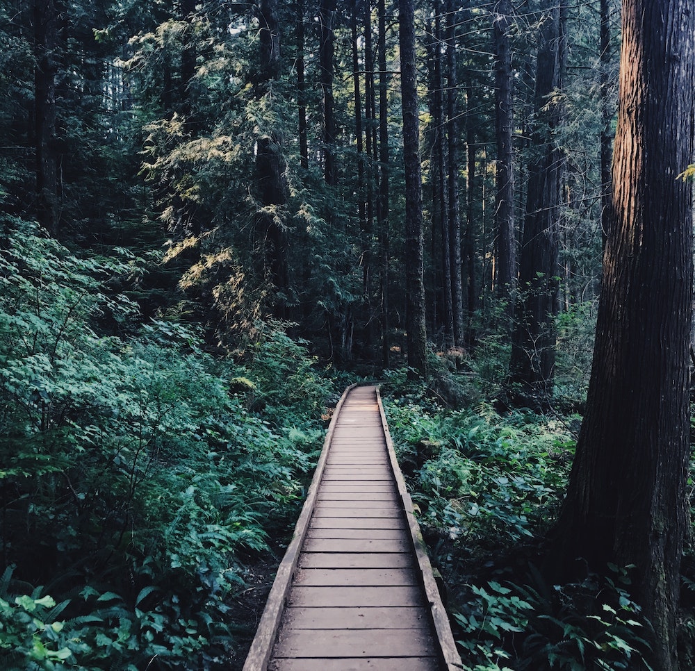 wooden platform path in the forest