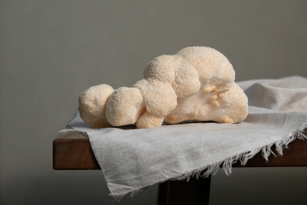 Closeup shot of white Lion's mane mushrooms on a white cloth pla