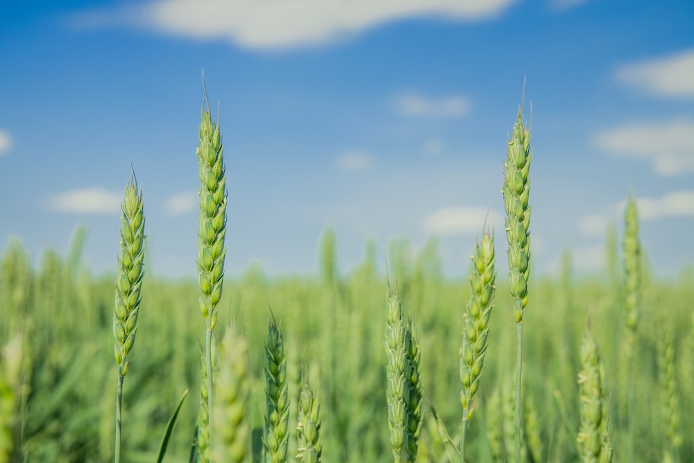 wheat field blue sky