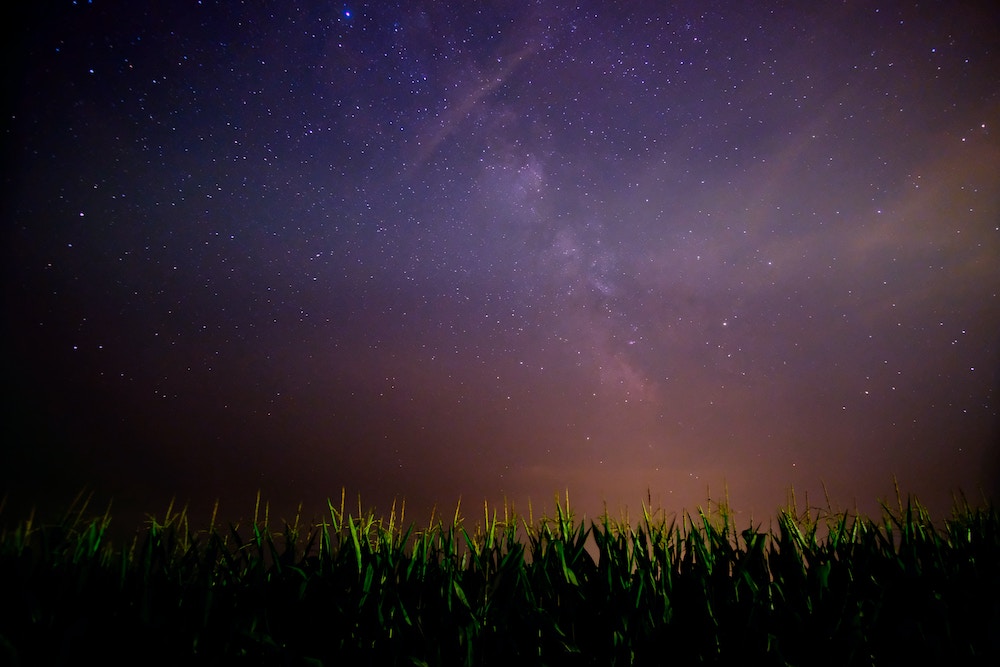 Corn crop - night sky