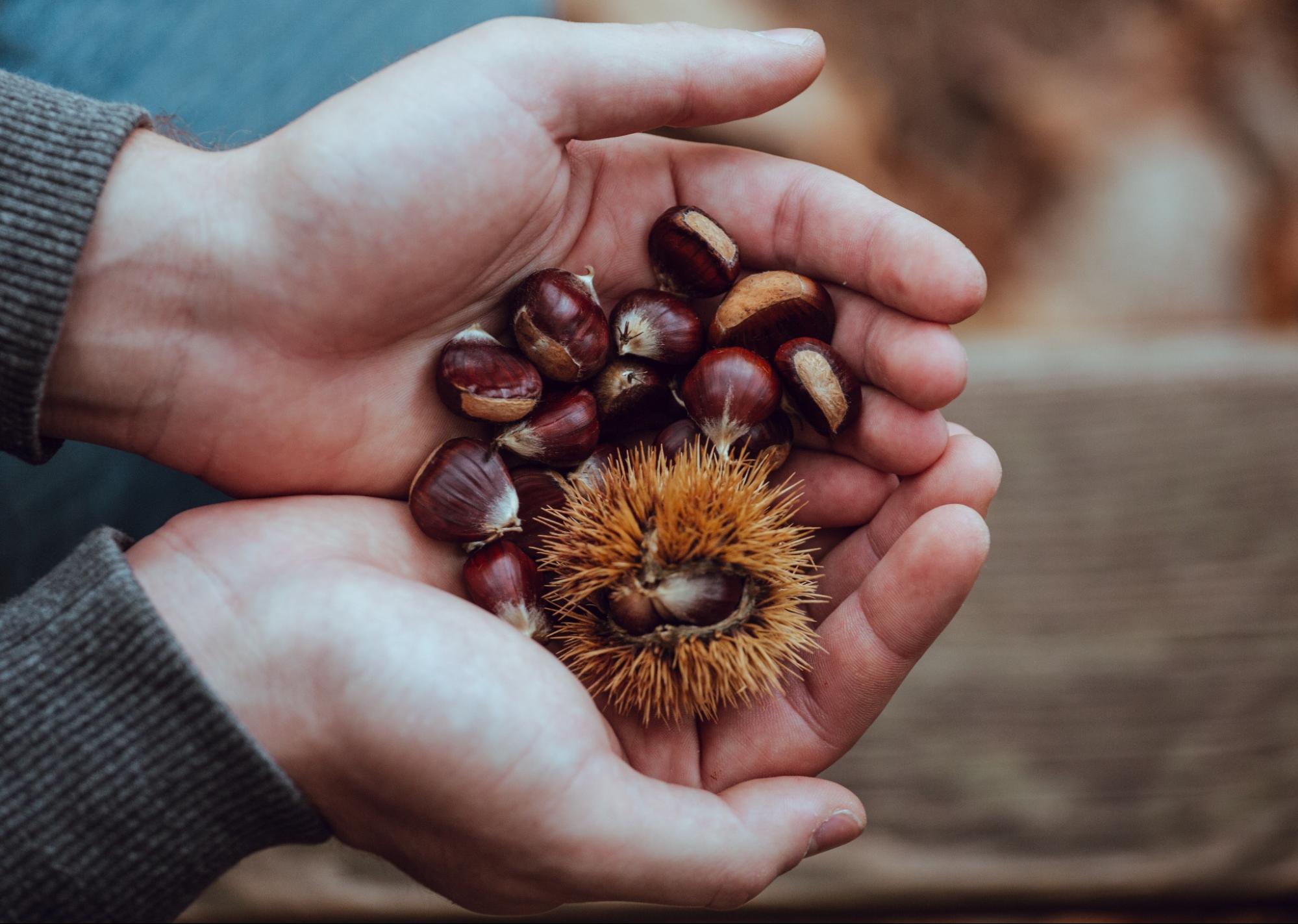 hands holding chestnuts