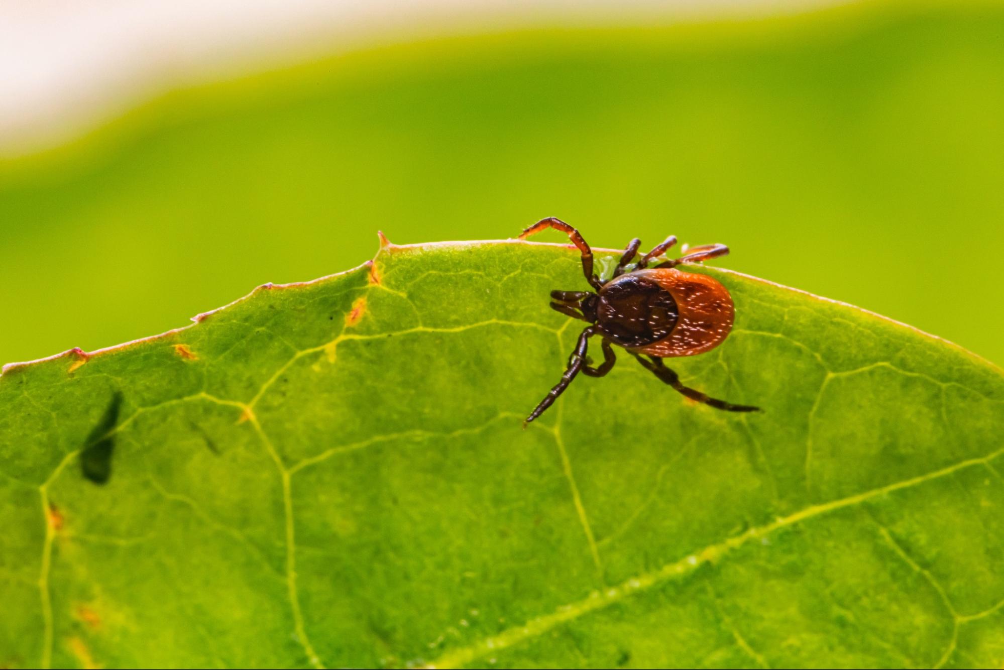 parasitic bug on leaf