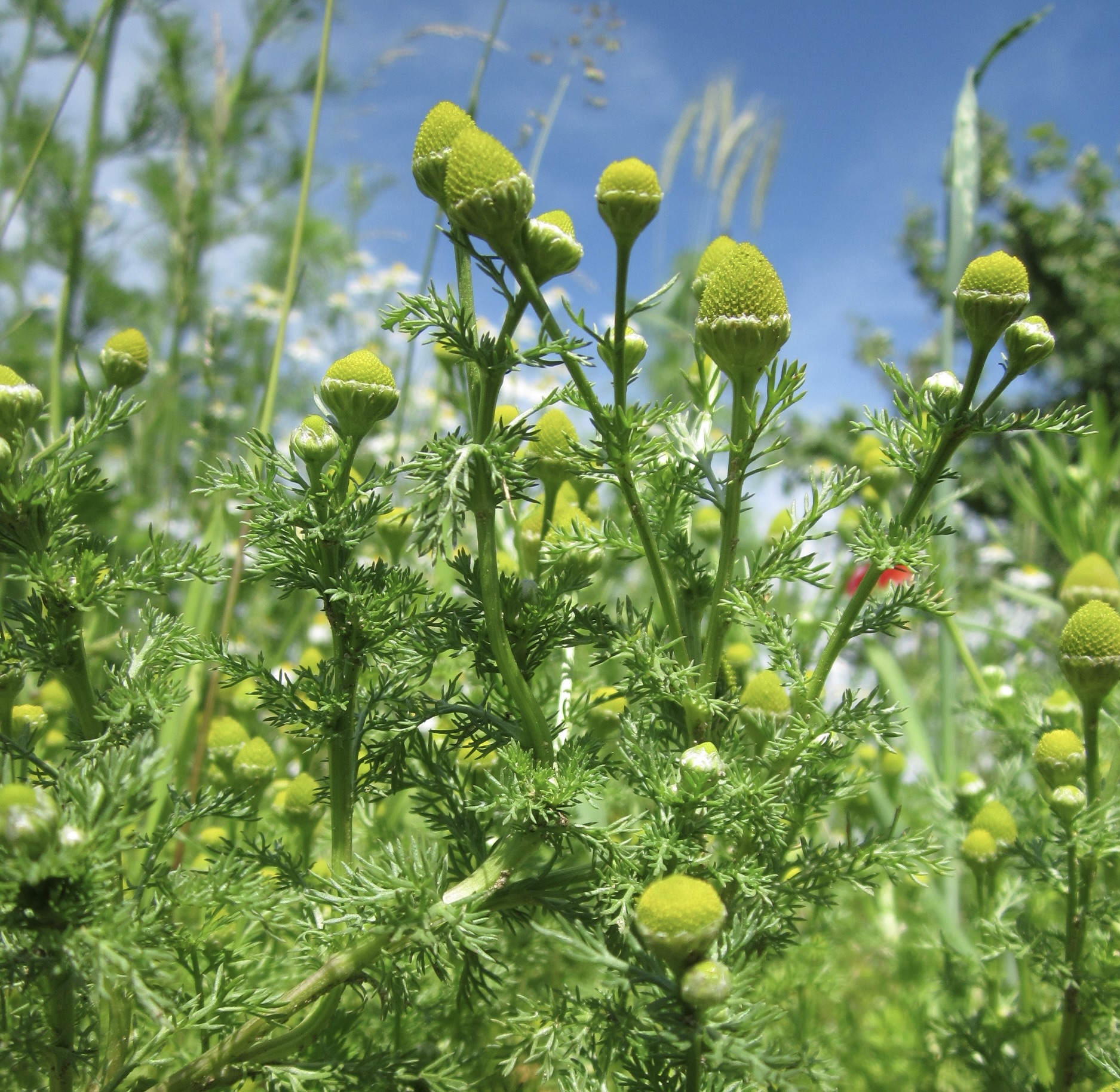 pineapple weed