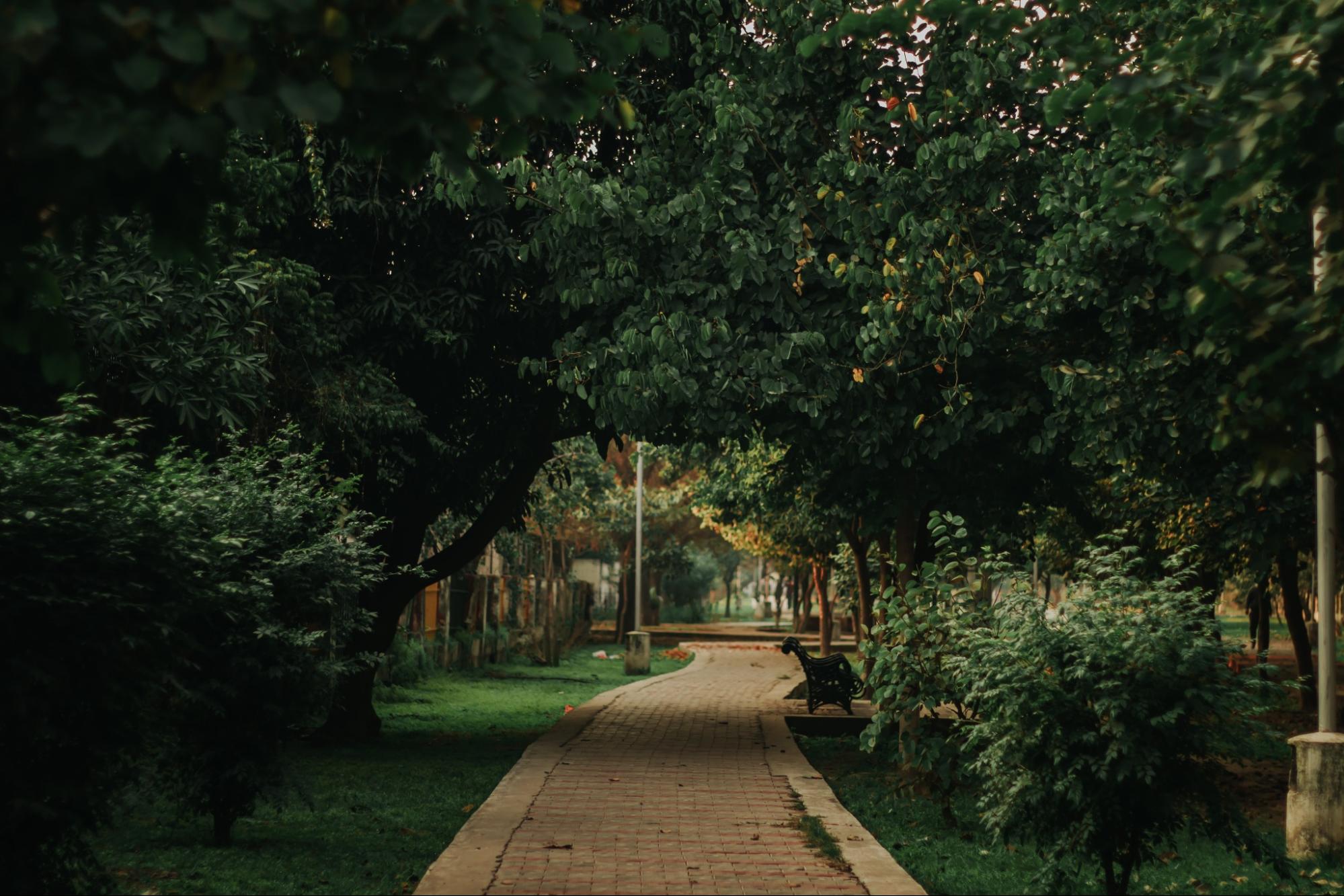 tree lined path through urban park