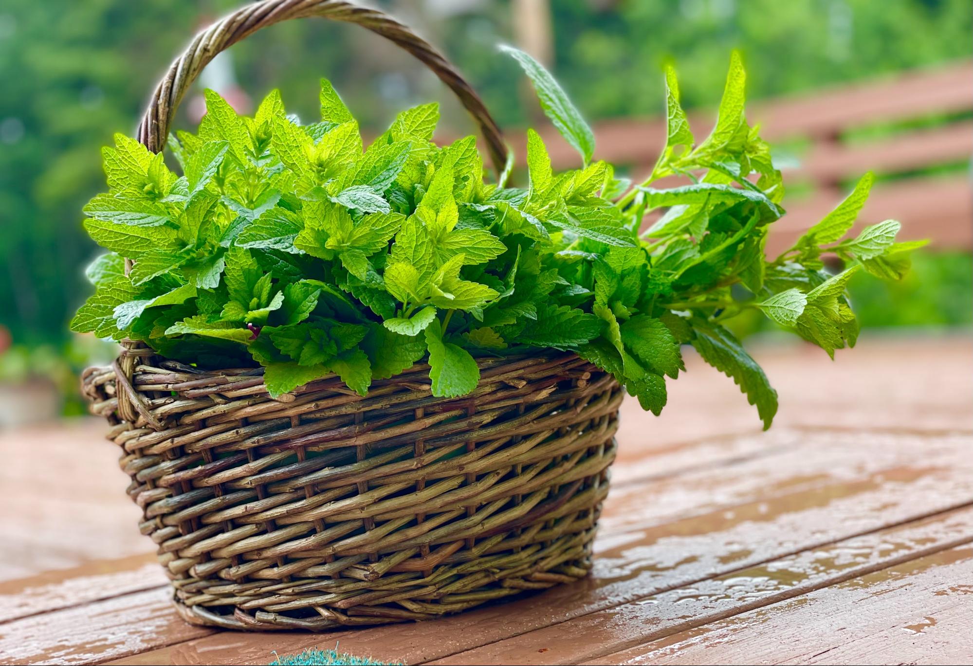 basket full of lemon balm