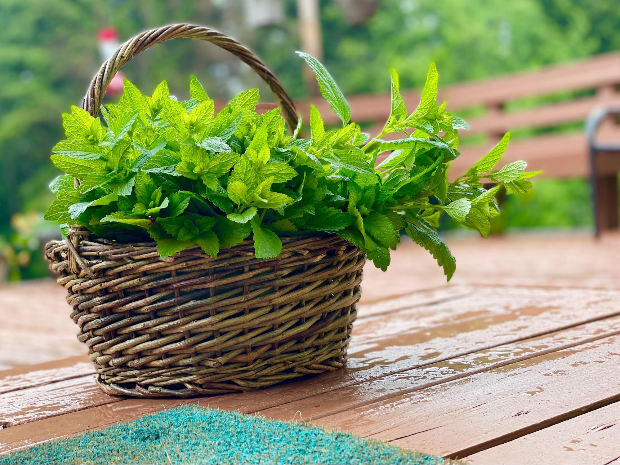 basket of freshly foraged lemon balm