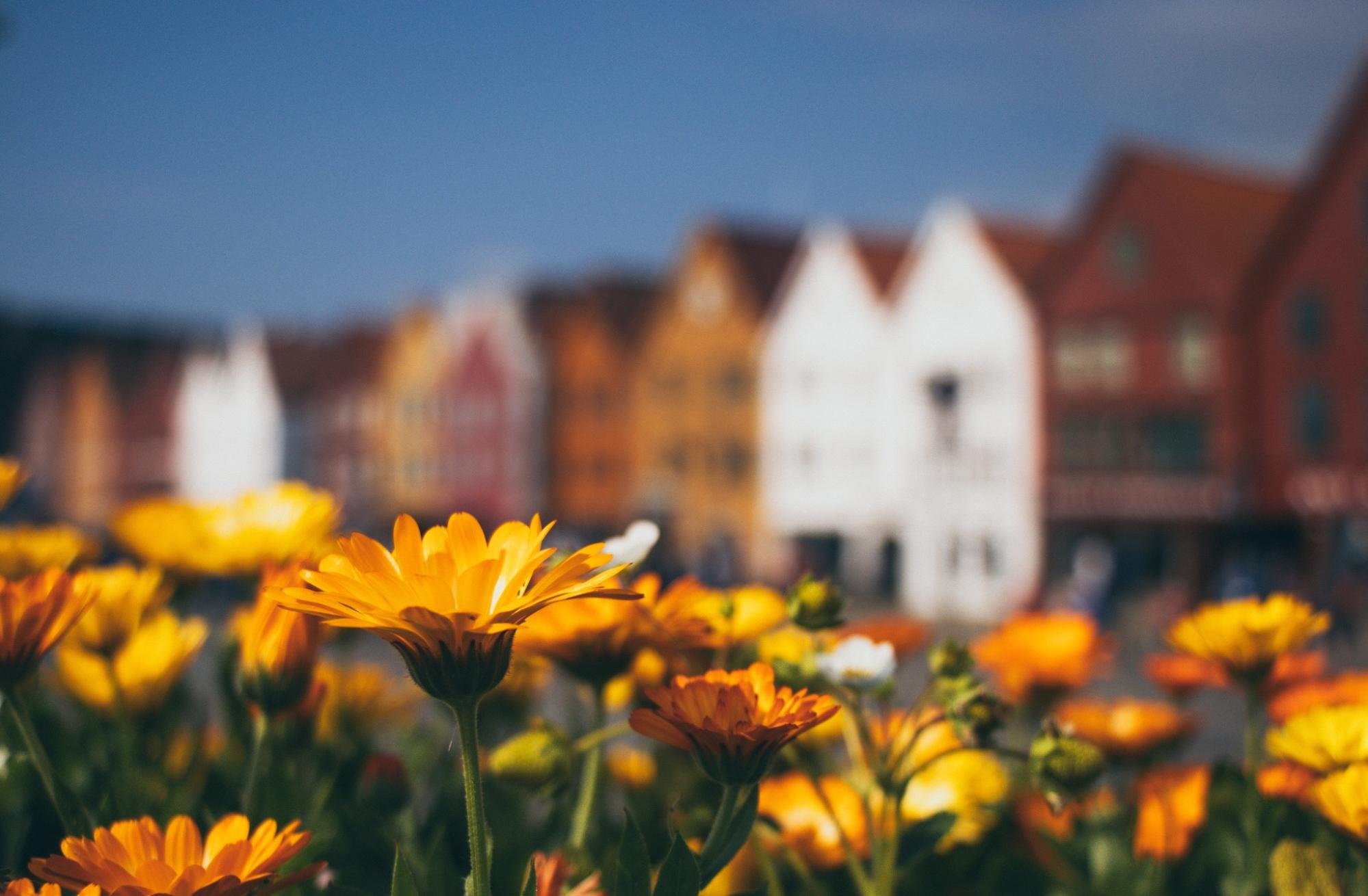 calendula flowers with buildings in the background