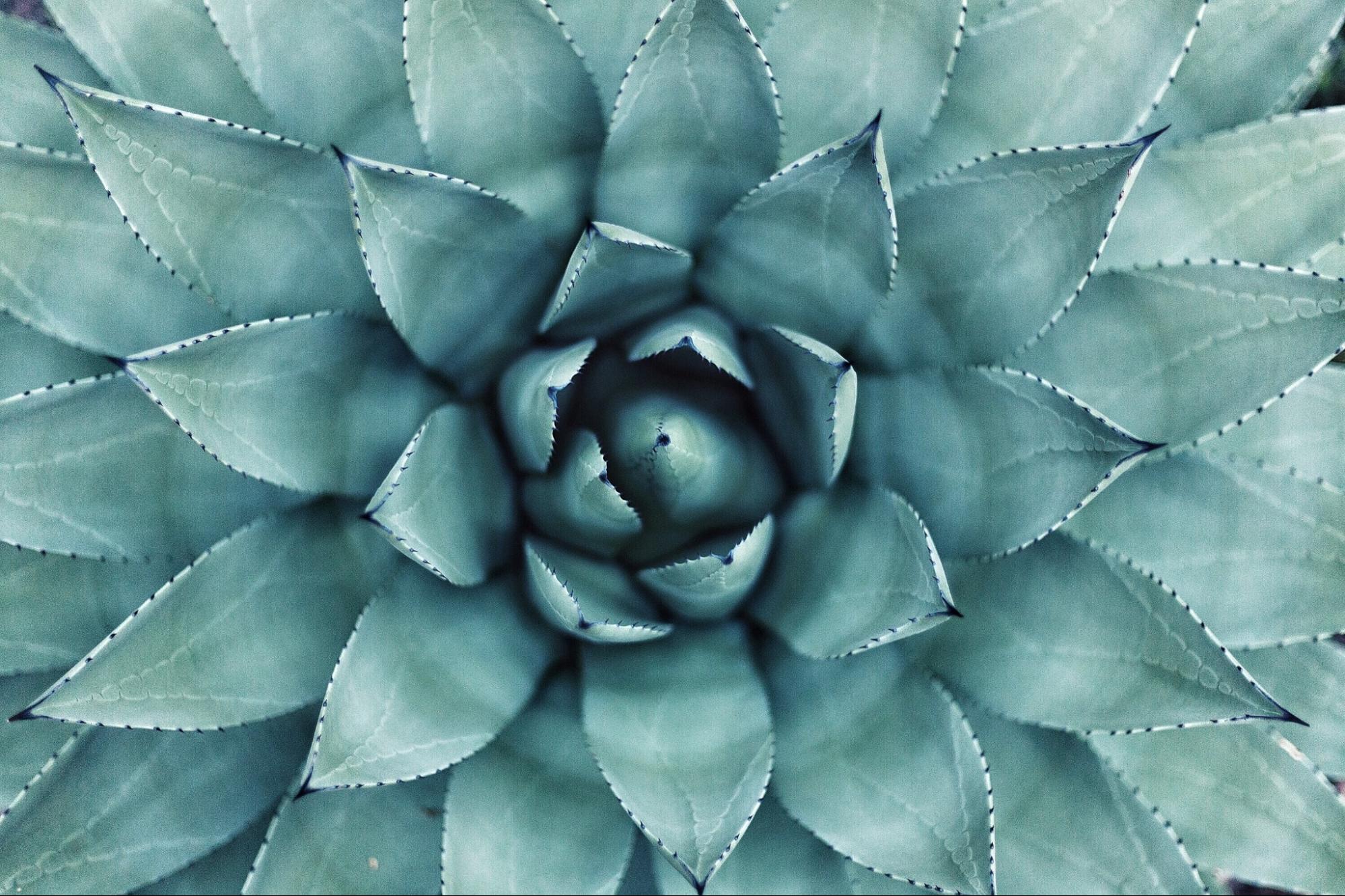 closeup of succulent plant