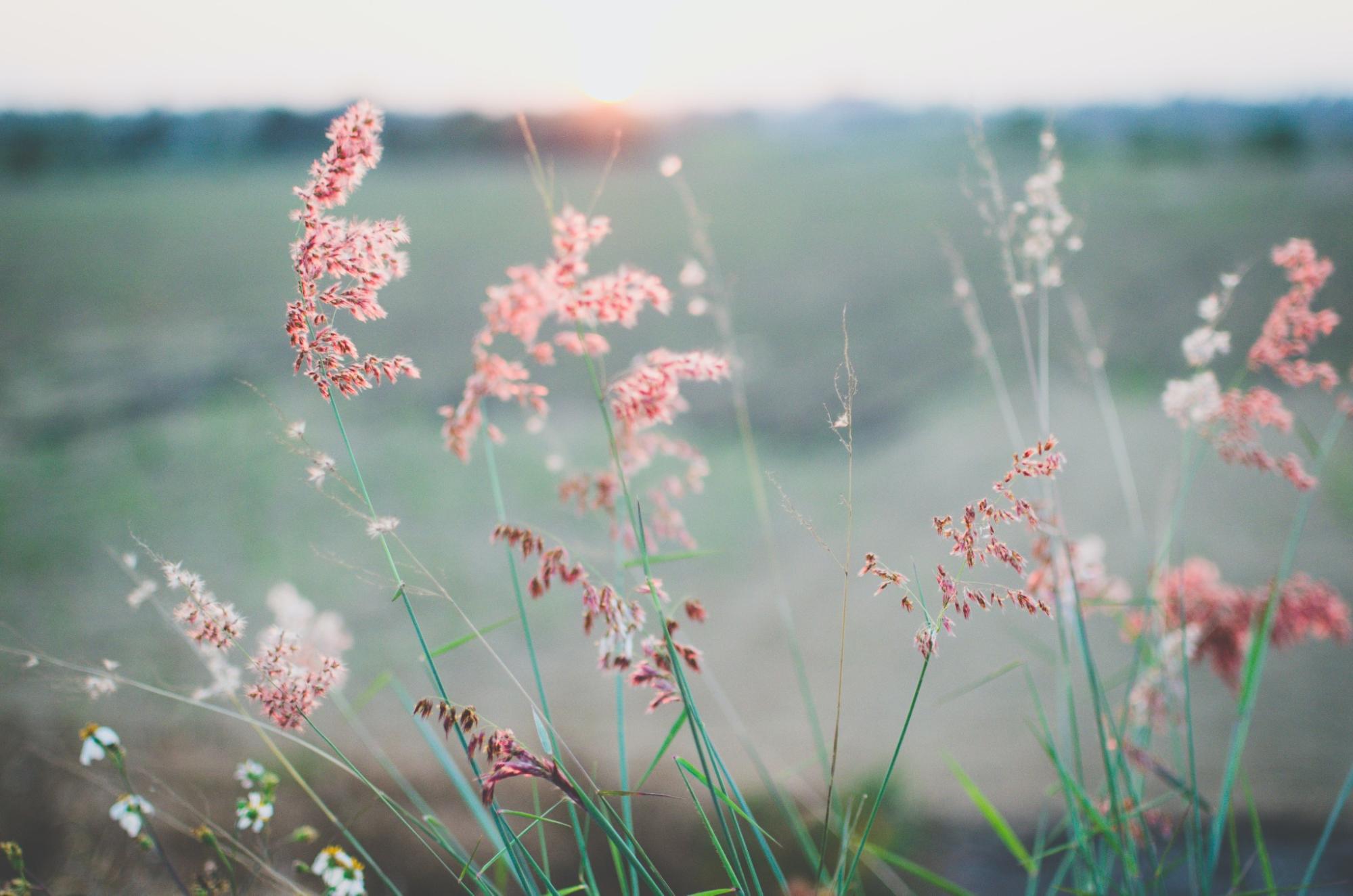 closeup of tall wild grasses