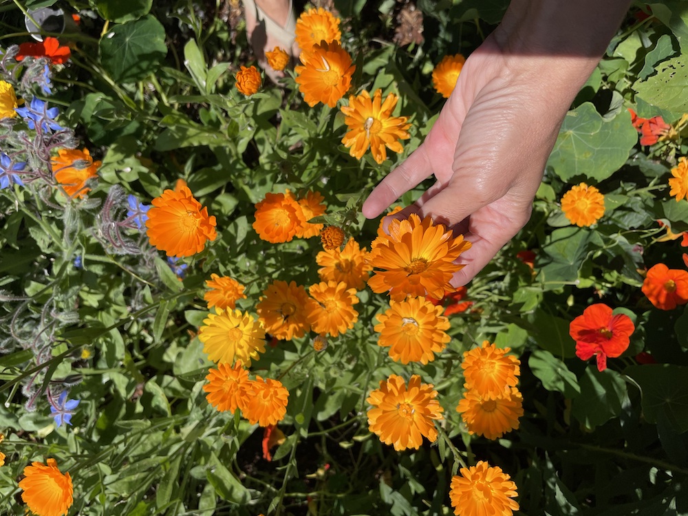 Calendula and borage in Nicole Apelian's garden