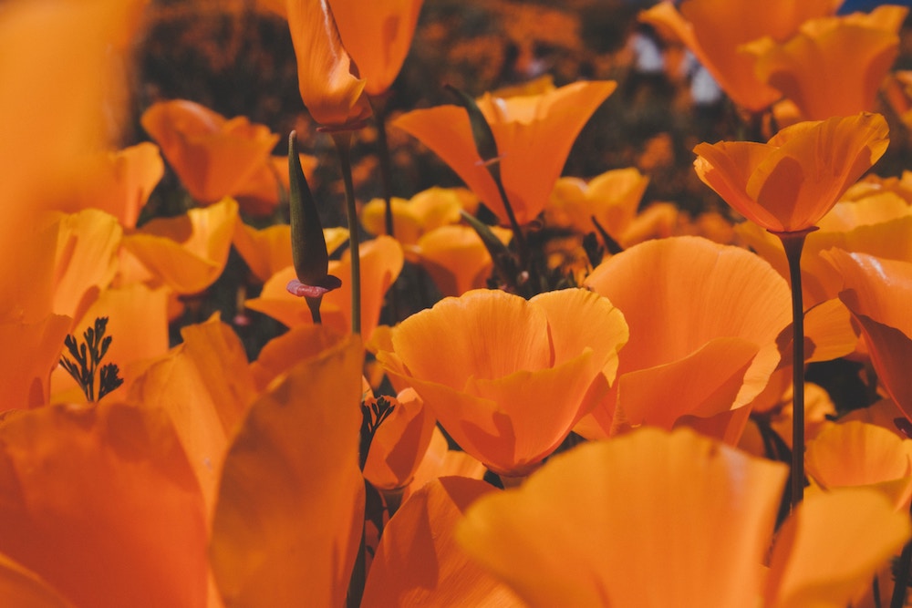 California Poppy