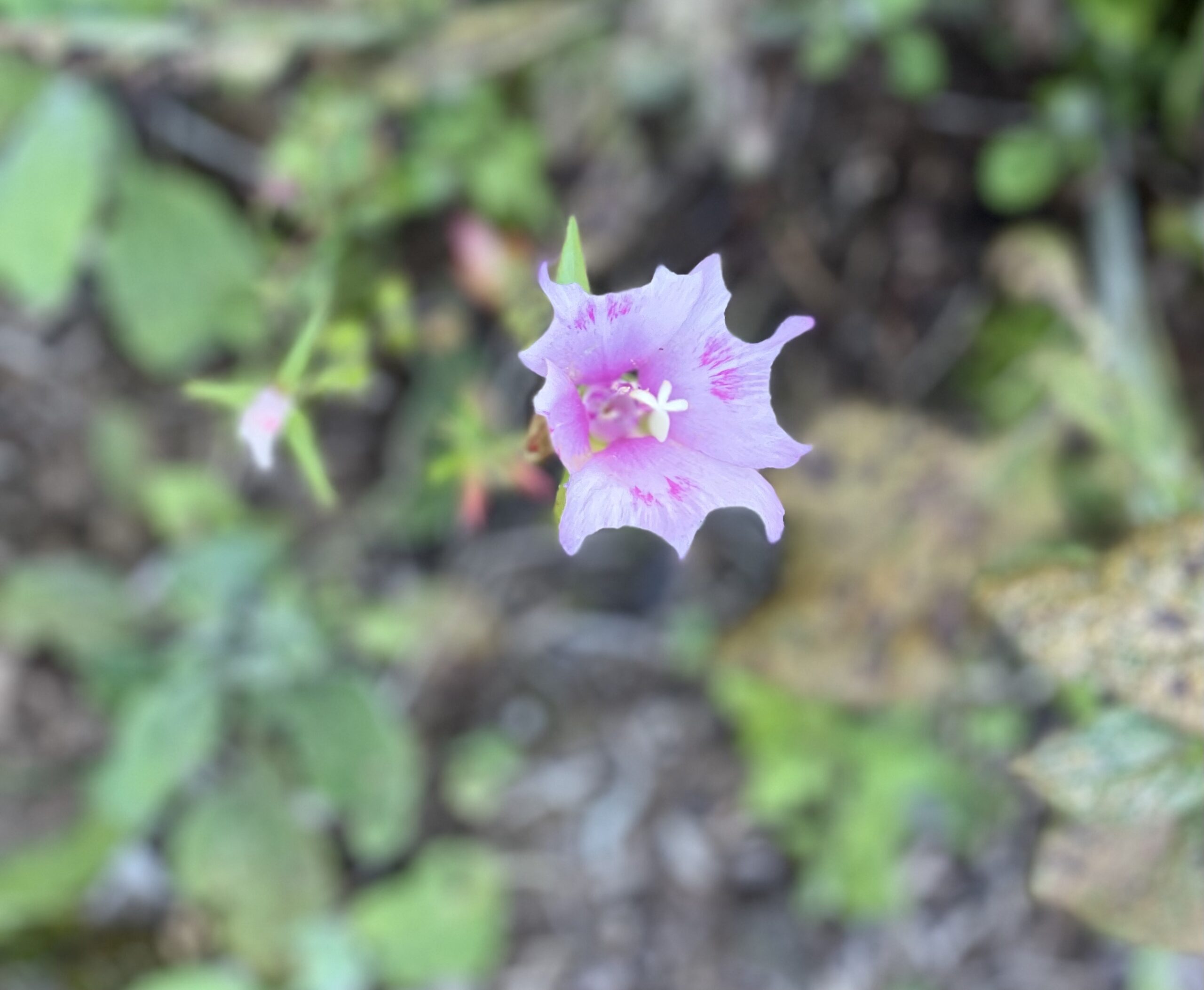 Marshmallow flower in Nicole Apelian's garden