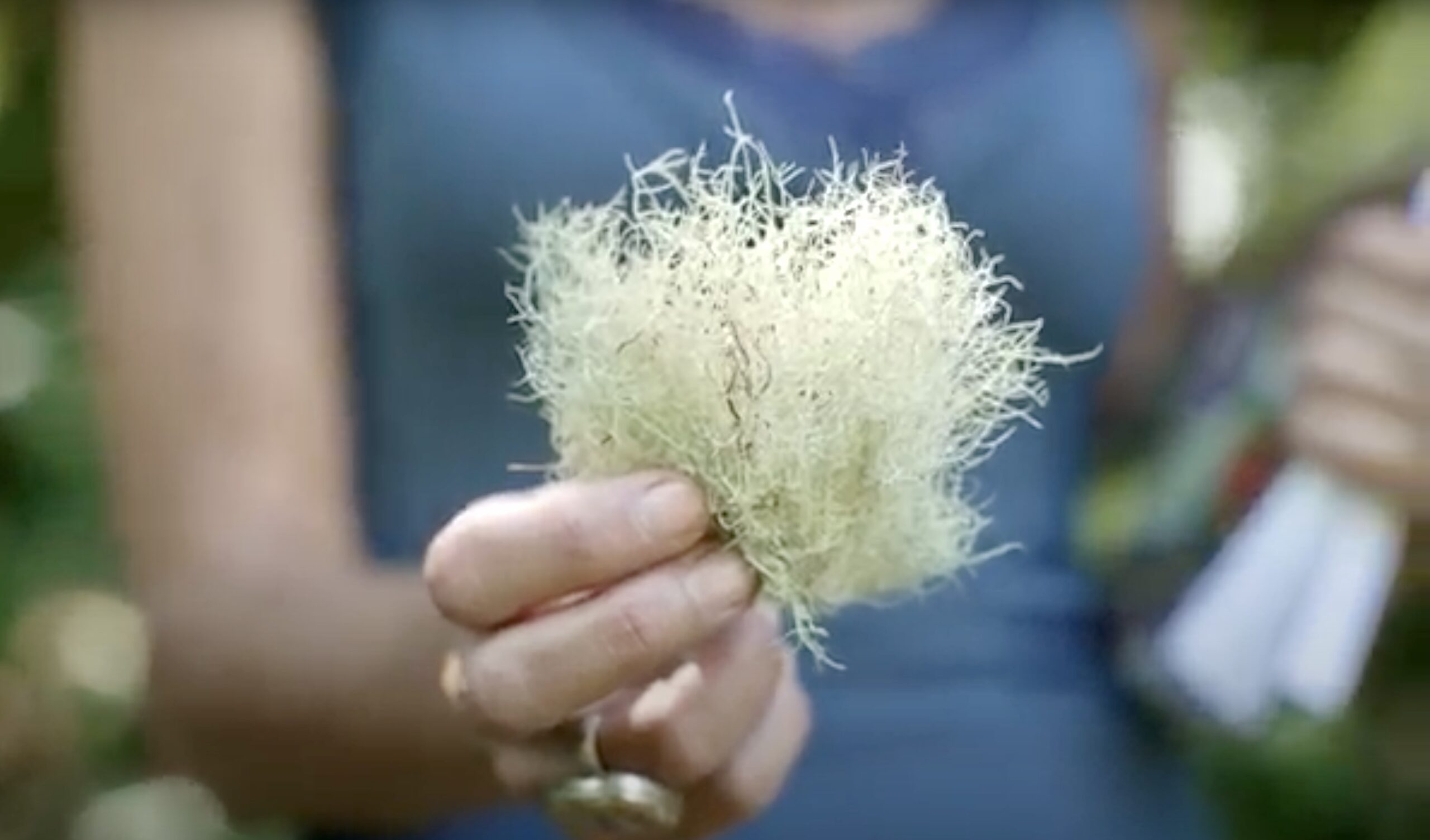 Nicole Apelian holding Usnea Lichen close up 1