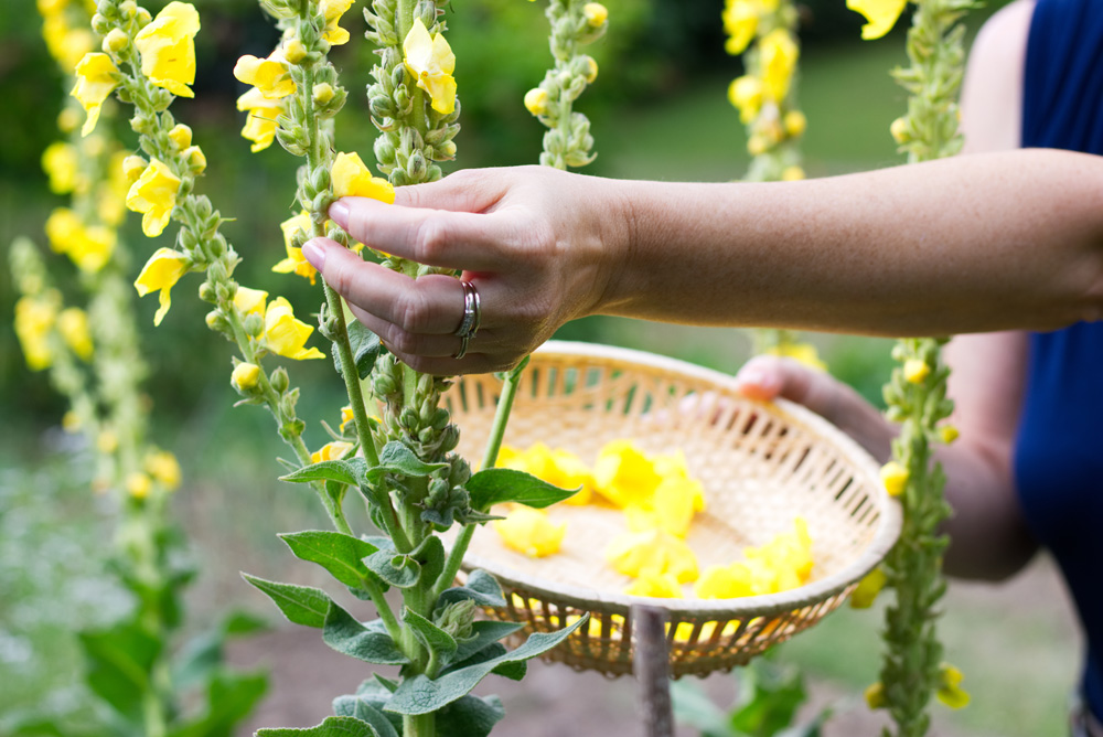 Woman collect mullein flowers to a wicker basket. Yellow verbasc