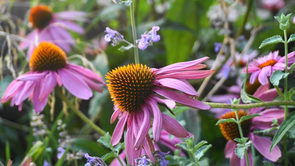 echinacea purpurea and peppermint