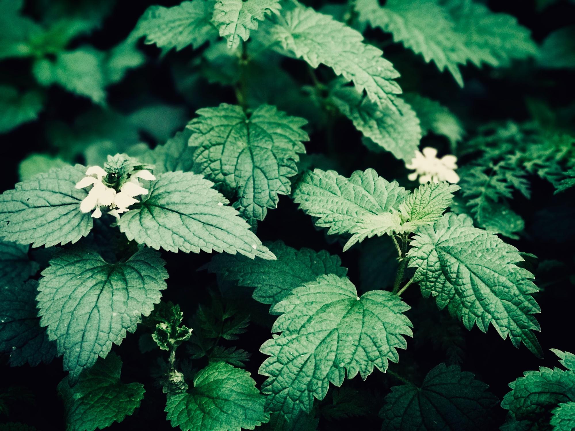 stinging nettle plant