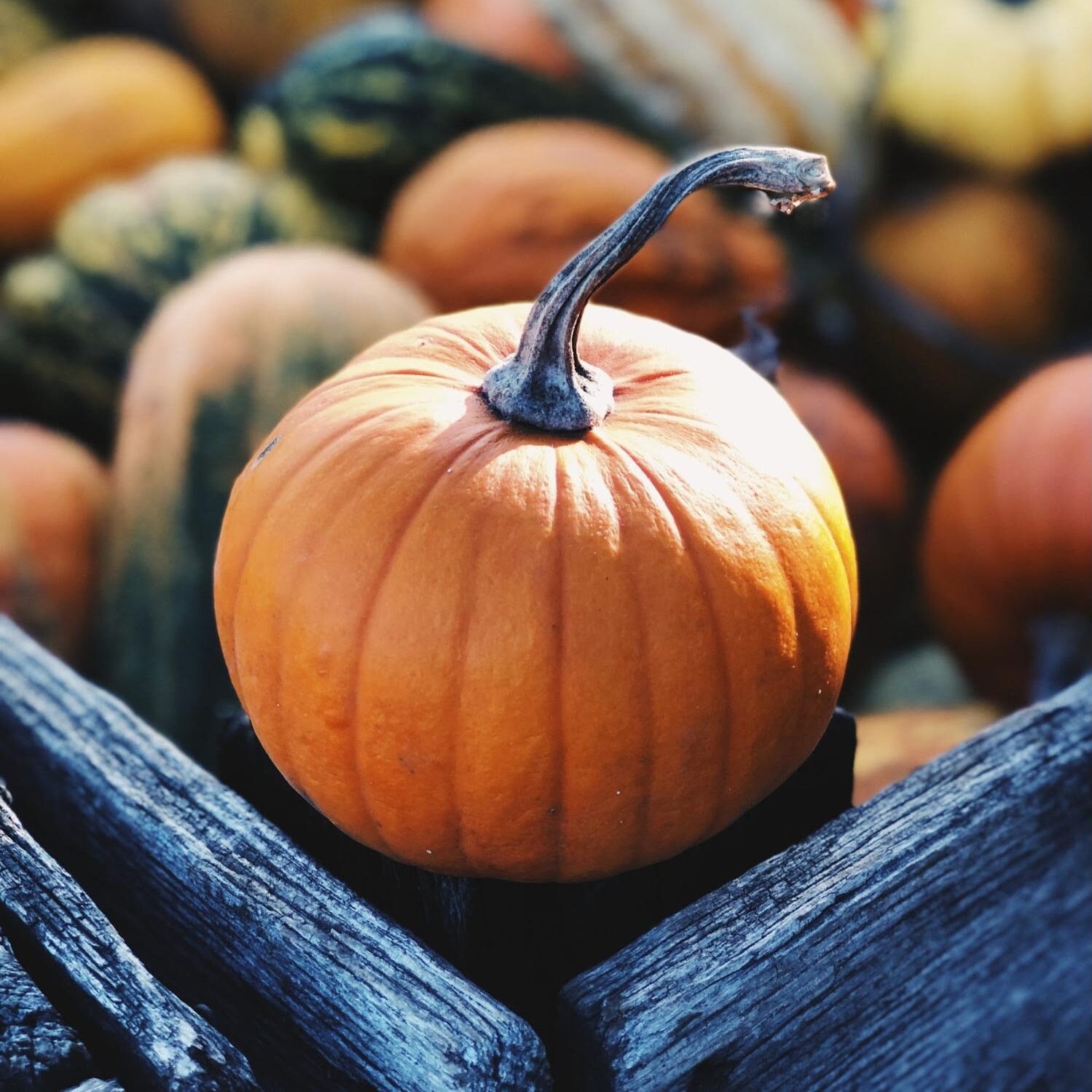 Pumpkins and gourds in a bin