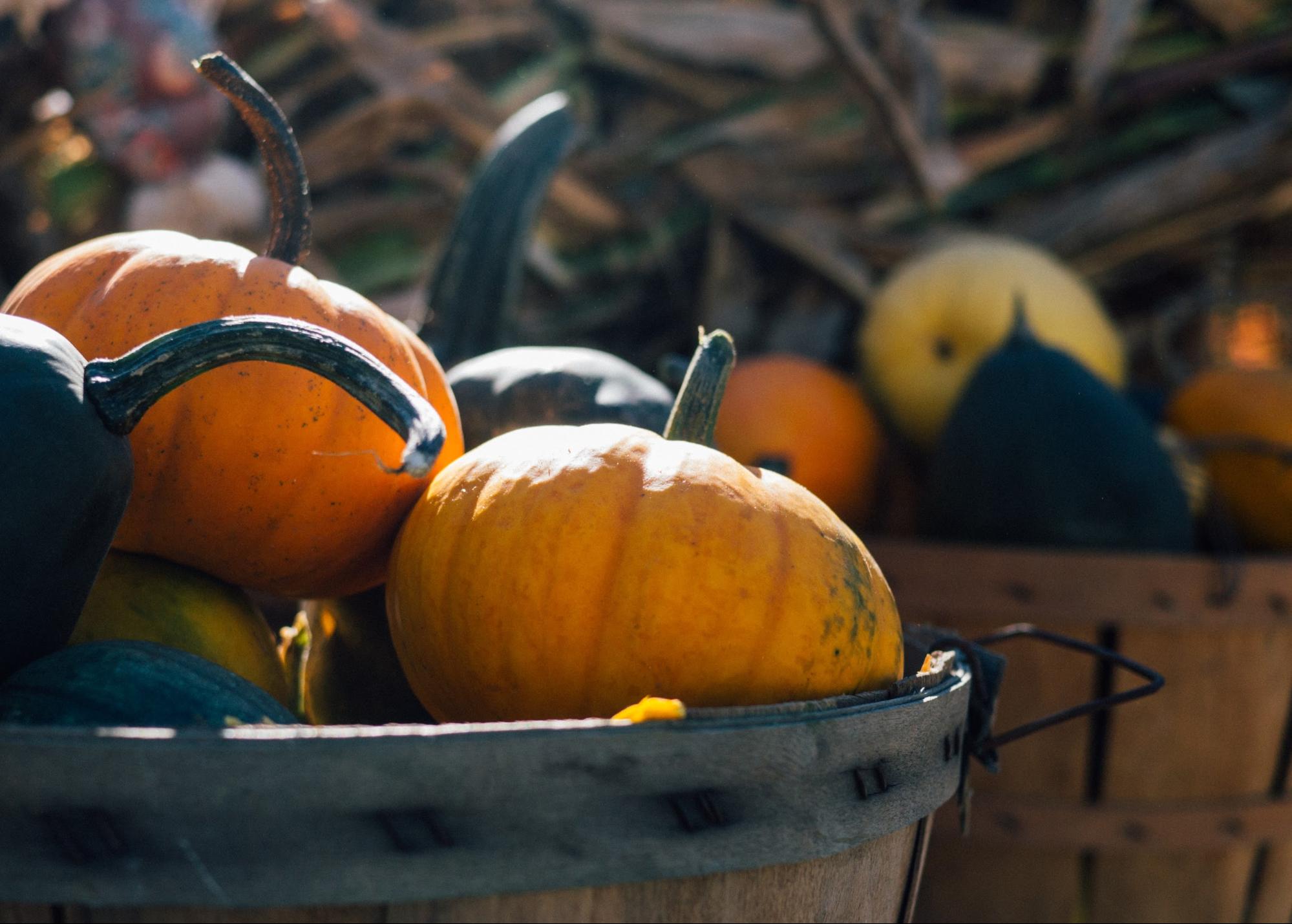 bushels of pumpkins