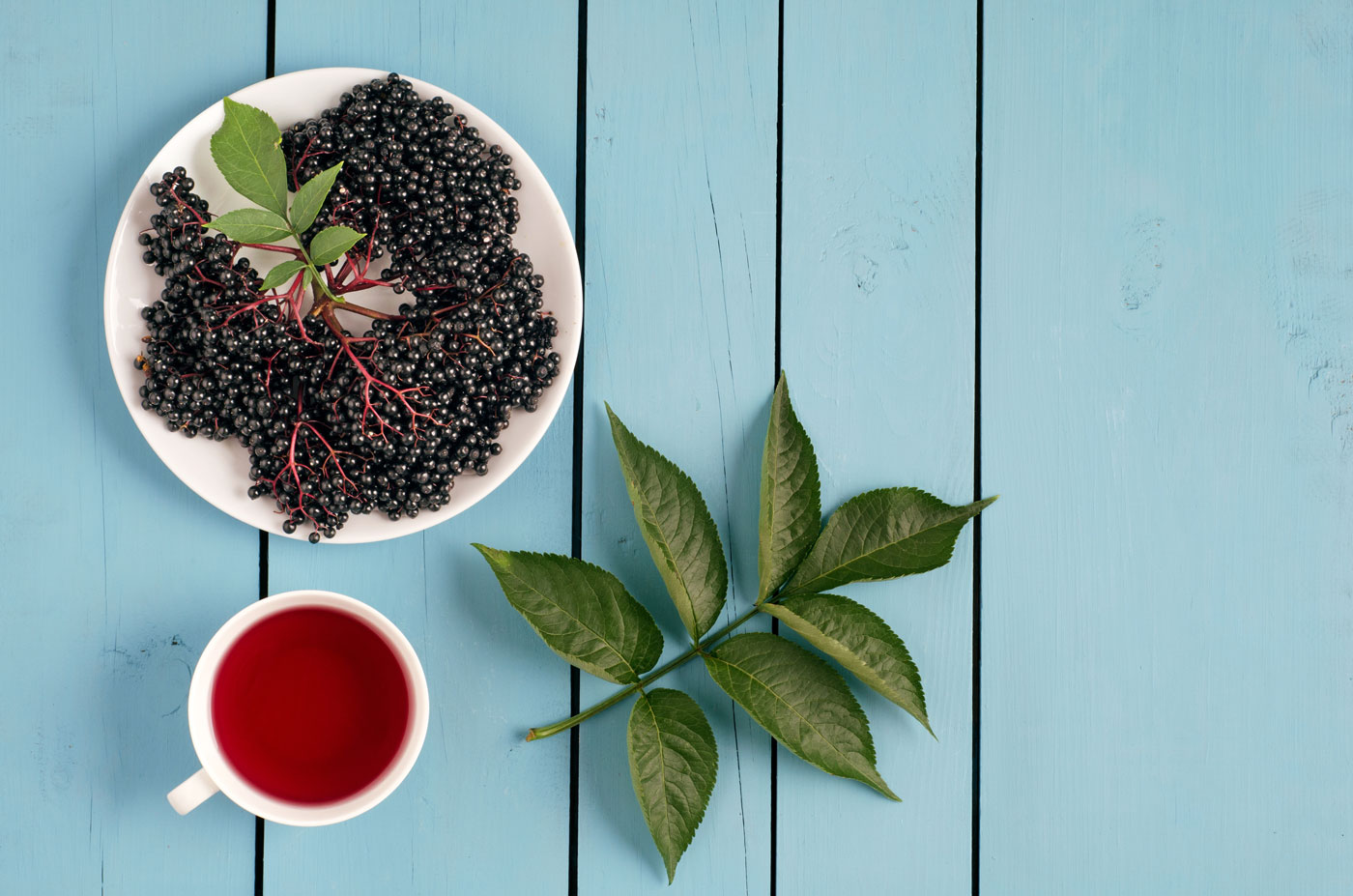 elderberries, leaves, and tea on blue background