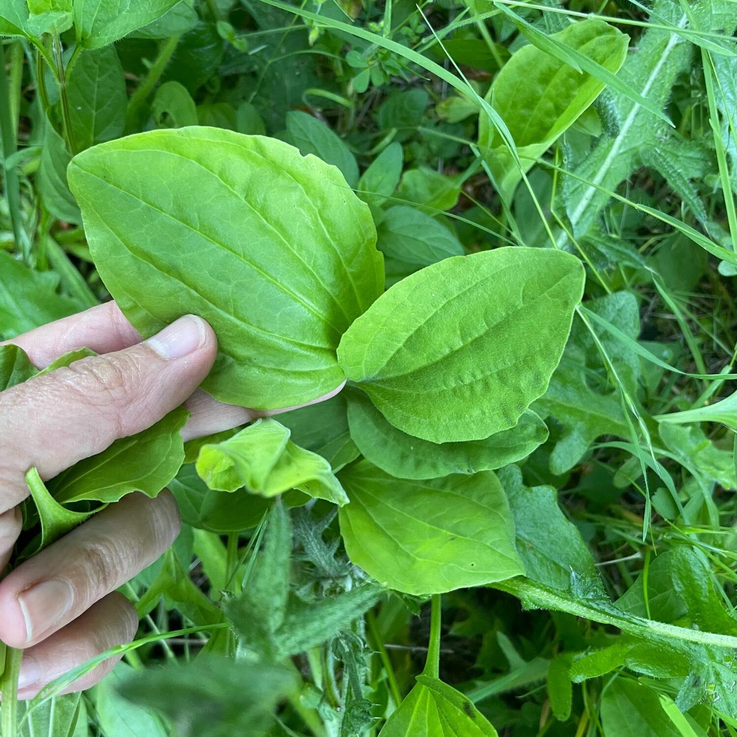 foraging plantain leaves