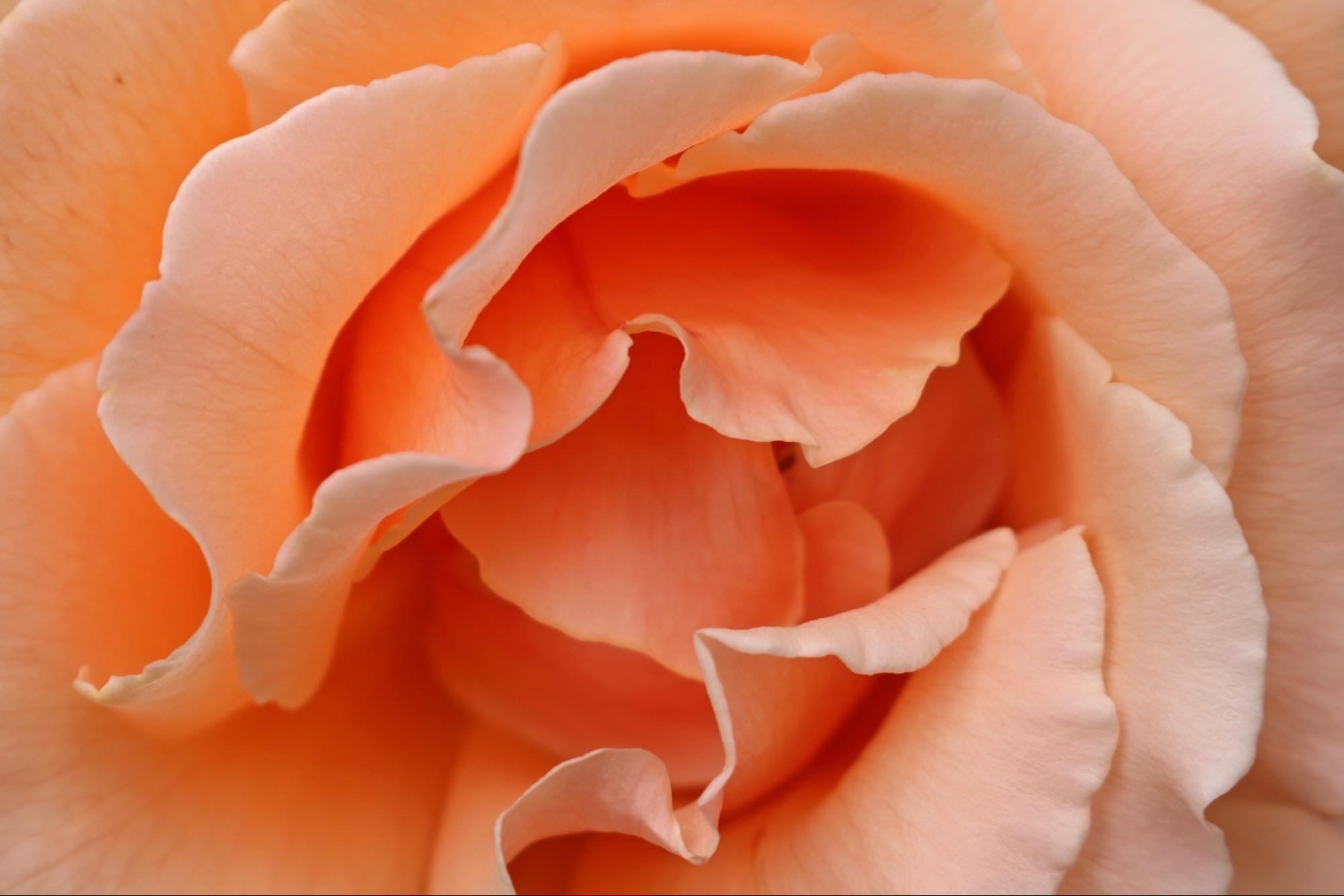 close up of peach colored rose