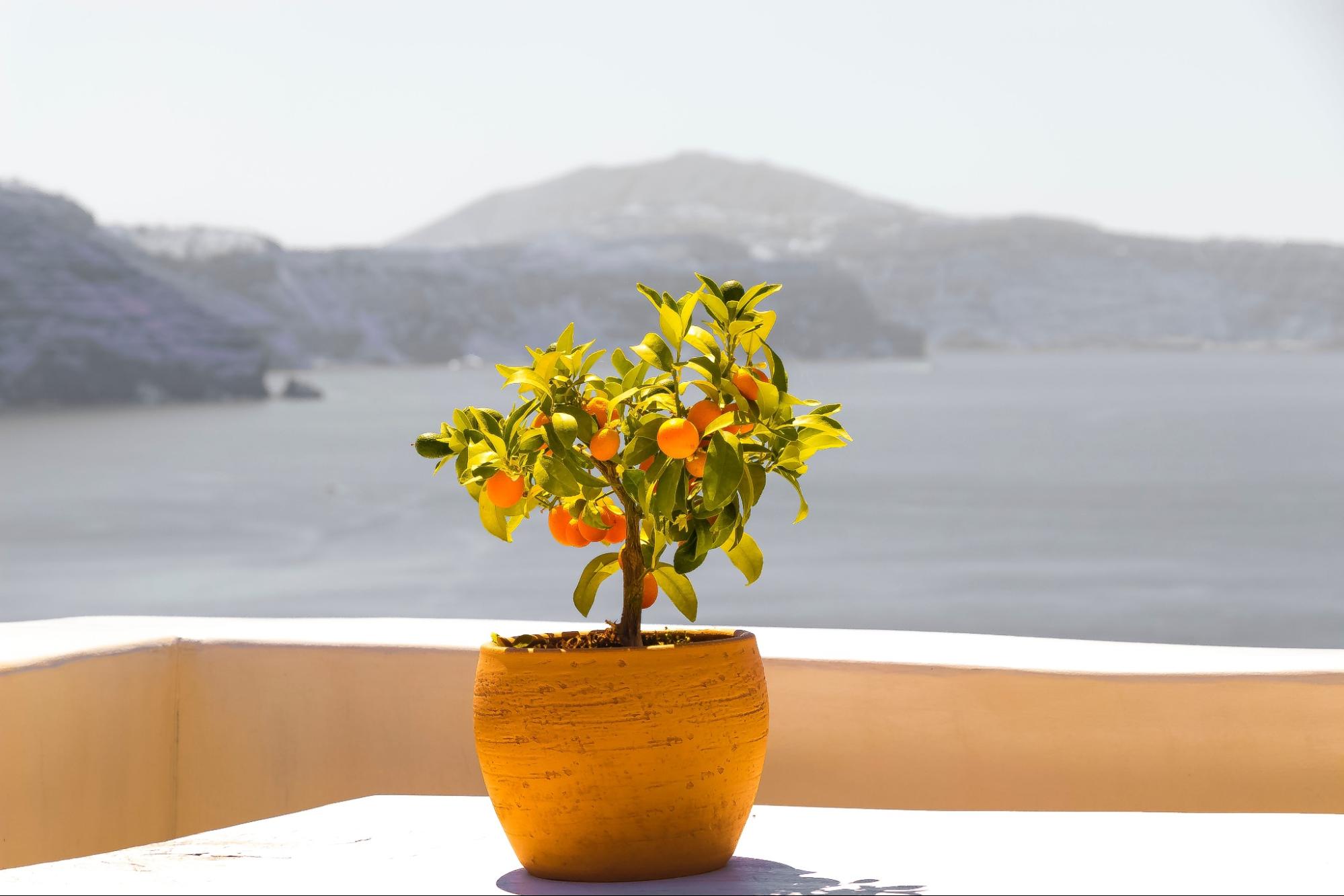 potted citrus tree on roof
