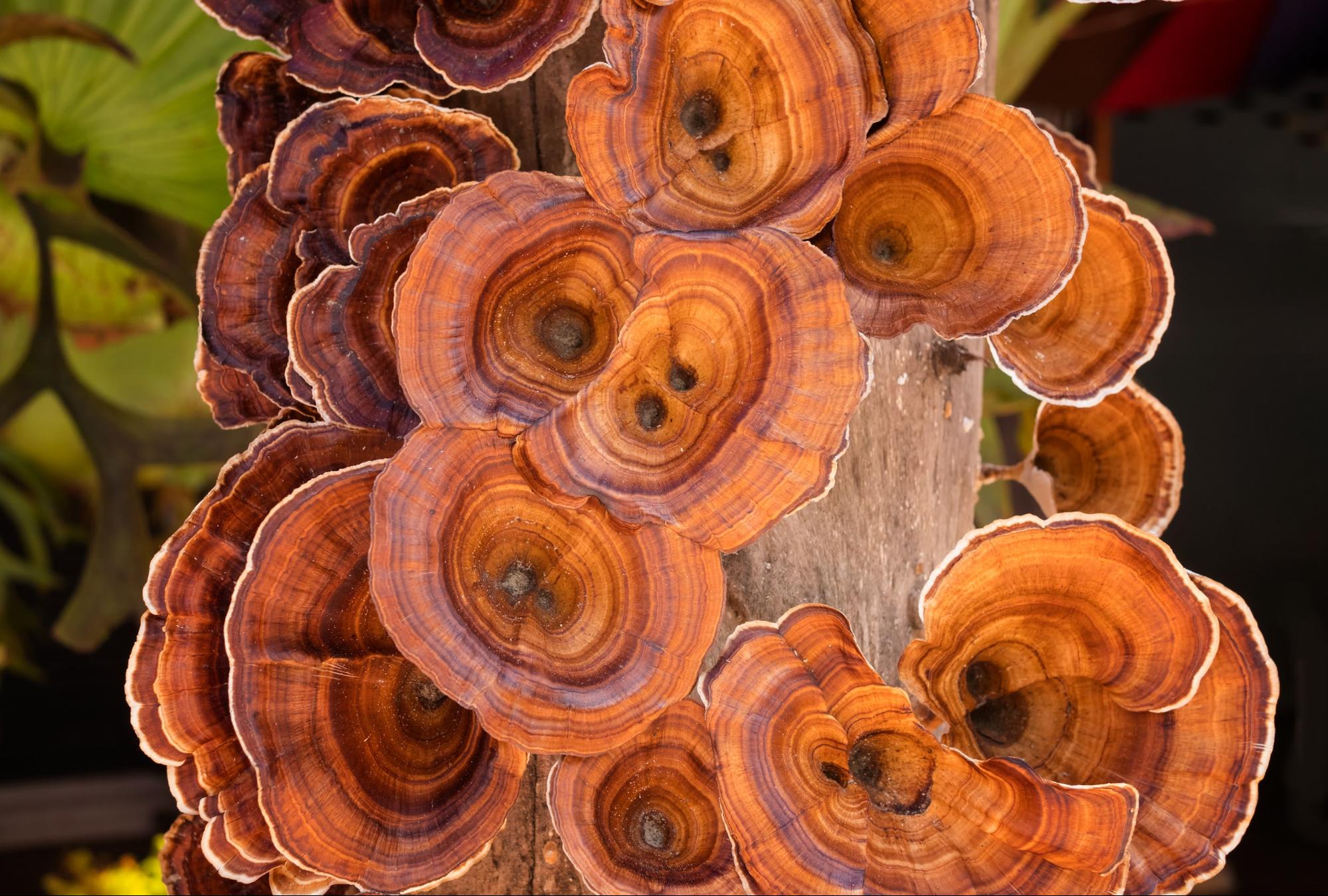 vibrant turkey tail mushrooms growing on log