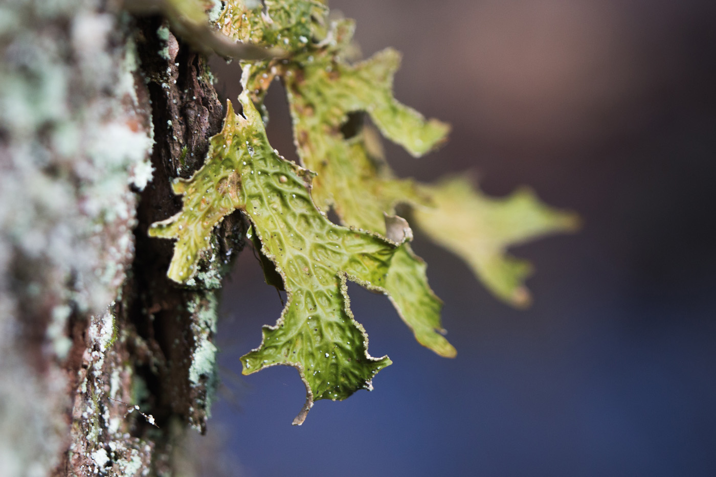 lungwort lichen growing on bark